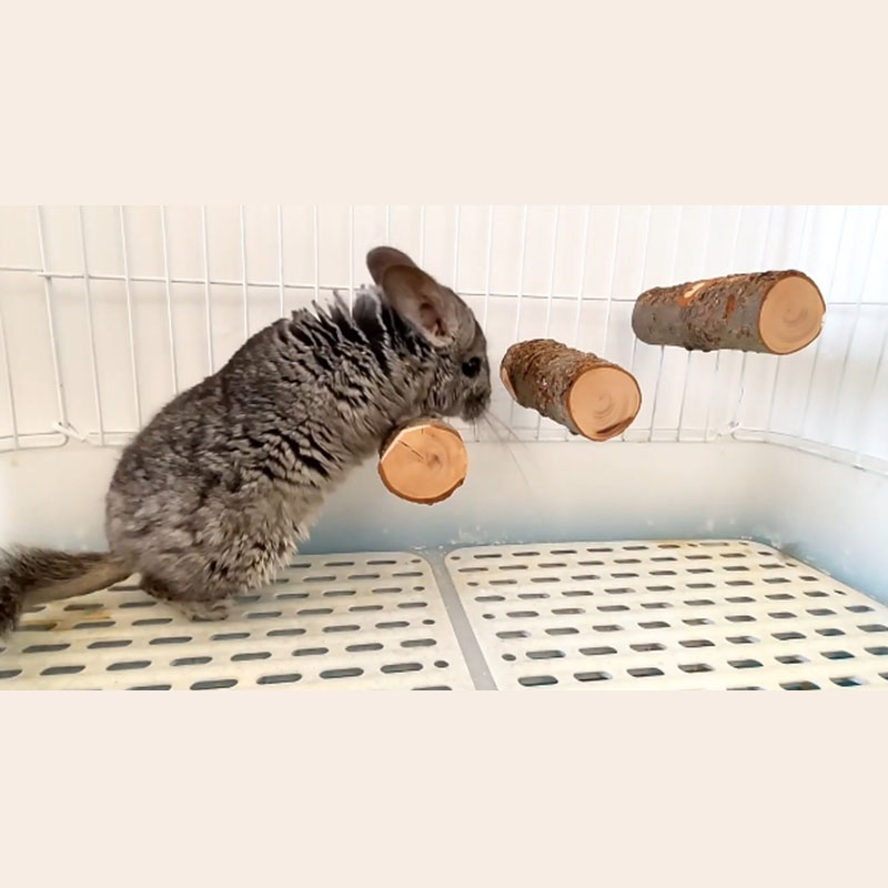Pet Hamster Toy Natural Apple  - Woodworking Rabbet ulasan dan harga